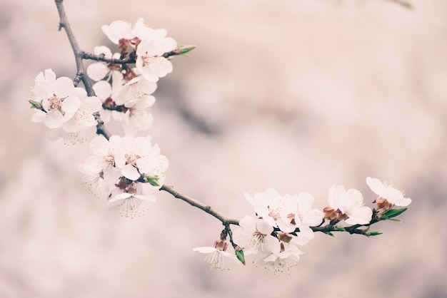 Aprikosenbaum blüht