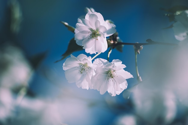 Aprikosenbaum blüht