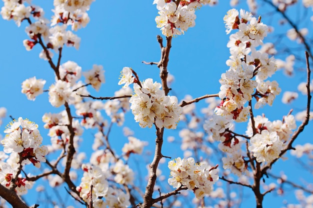 Aprikosenbaum blüht