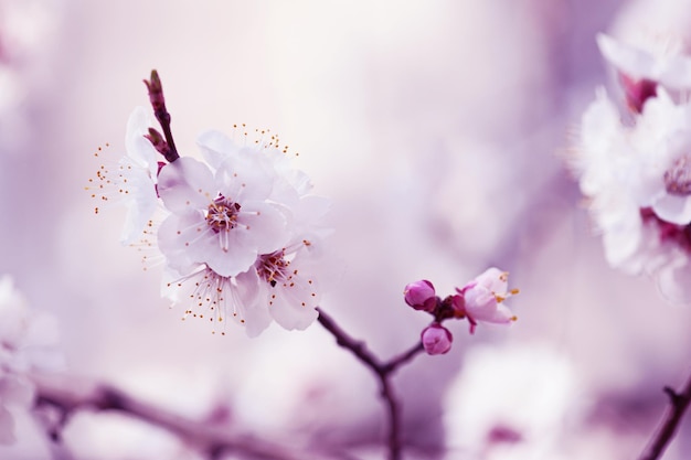 Aprikosenbaum Blume saisonale florale Natur Hintergrund violette Tönung