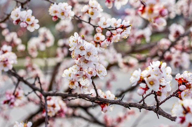 Aprikosenbaum in der Blütezeit