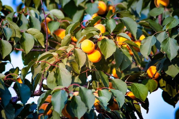 Aprikosenbaum mit Früchten, die im Garten wachsen