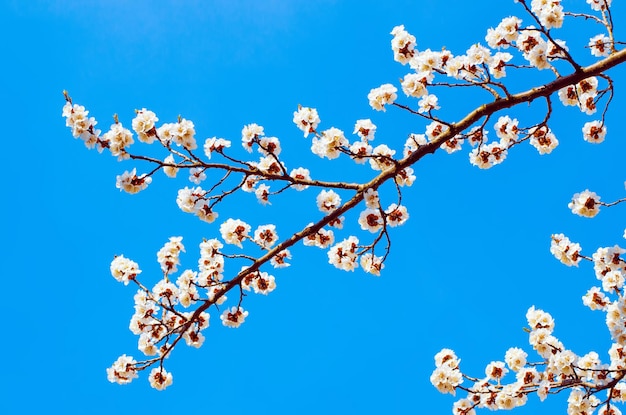 Aprikosenbaumblume gegen blauen Himmel, saisonaler Blumennaturhintergrund