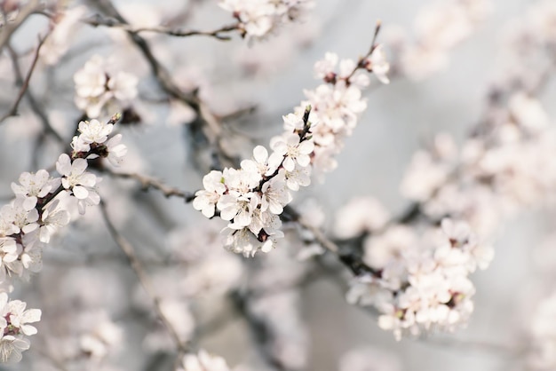 Aprikosenbaumblume mit Knospen und Blüten, die im Frühling blühen, Vintage-Retro-Blumenhintergrund