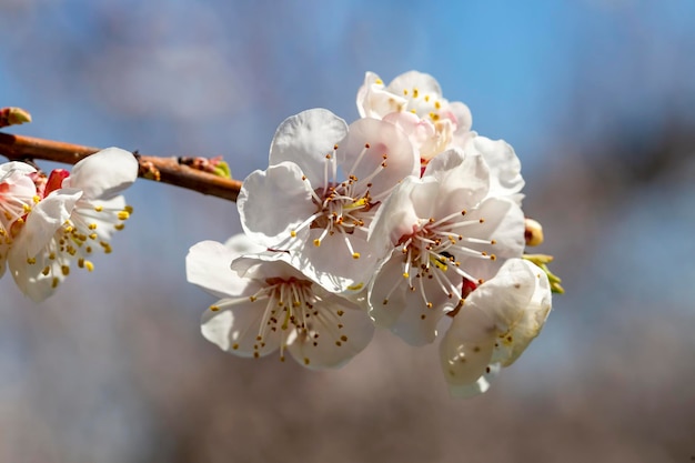 Aprikosenbaumblumen mit weichem Fokus. Weiße Frühlingsblumen auf einem Baumast. Aprikosenbaum in voller Blüte.