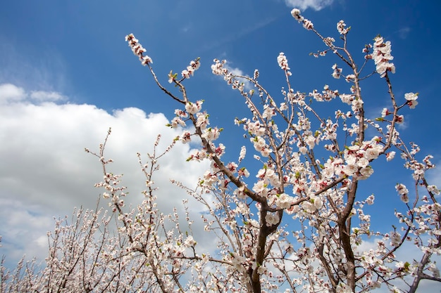 Aprikosenbaumblumen mit weichem Fokus. Weiße Frühlingsblumen auf einem Baumast. Aprikosenbaum in voller Blüte.