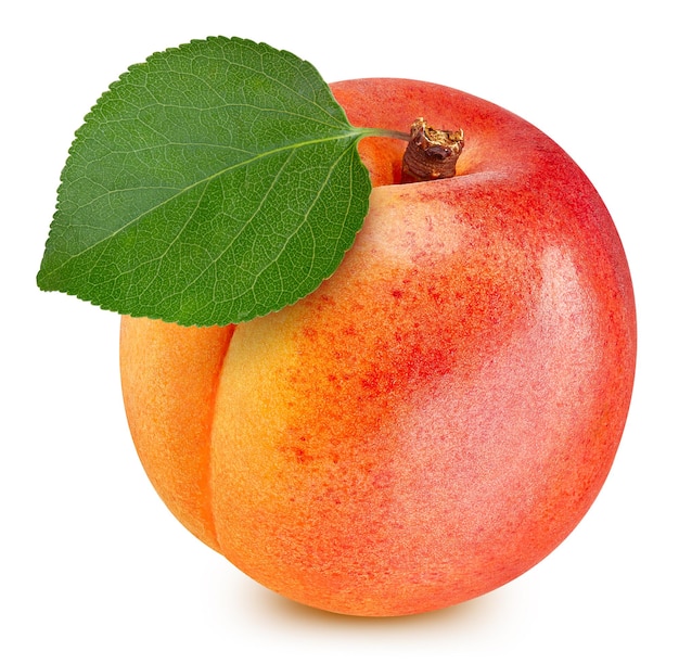Aprikosenblätter isoliert auf weißem Hintergrund