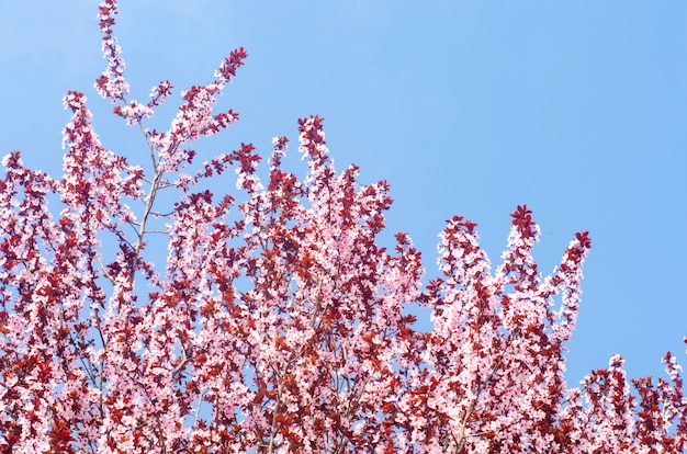 Aprikosenblüte an einem sonnigen Tag, die Ankunft des Frühlings, das Aufblühen von Bäumen, rosa Knospen