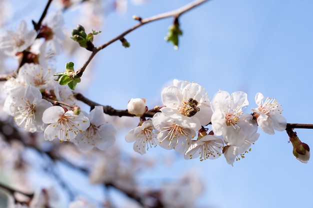 Aprikosenblüte auf dem Ast. Die Biene sammelt Niktar