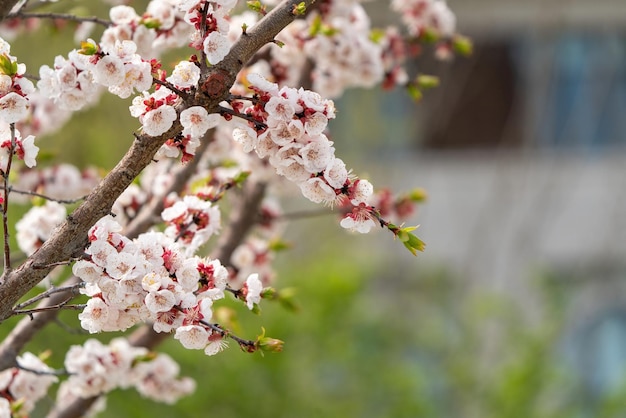 Foto aprikosenblüte blüht im frühling