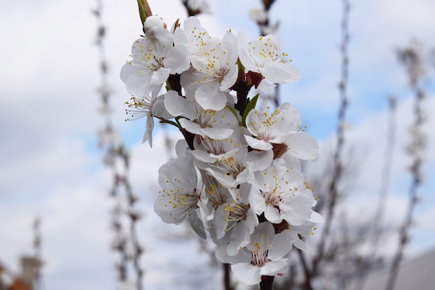 Aprikosenblüte Frischer Frühling backgrund