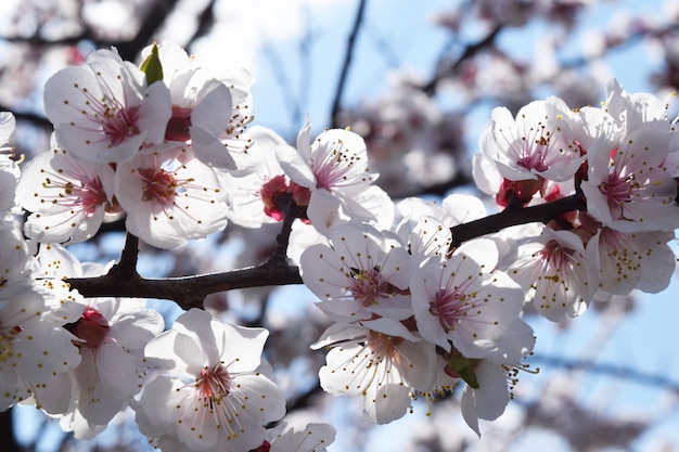 Aprikosenblüte Frischer Frühling backgrund