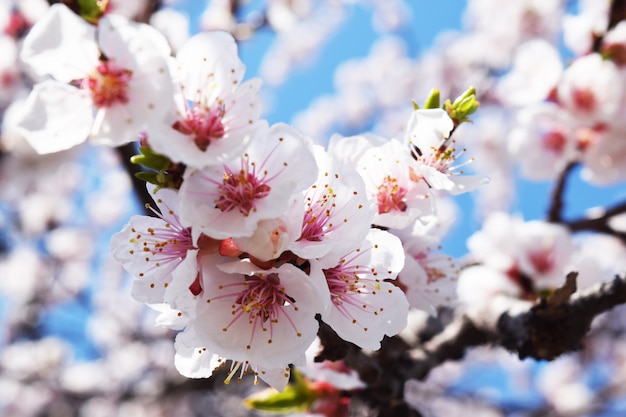 Aprikosenblüte Frischer Frühling backgrund