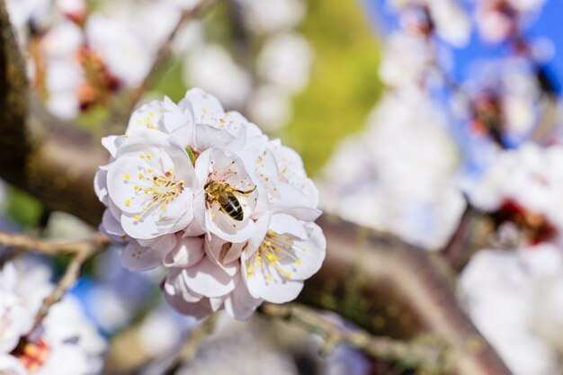 Aprikosenblütendetails, Blumen und Insekten im Frühjahr