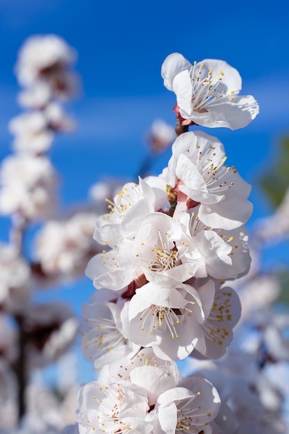 Aprikosenblütendetails, Blumen und Insekten im Frühjahr