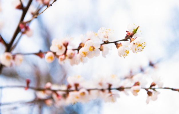 Aprikosenblumen, die im Frühling auf Ästen auf natürlichem, verschwommenem Hintergrund blühen, blühen