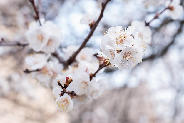 Aprikosenfarbfrühling aprilxAsakura-Zweig und eine Biene auf einer Blume