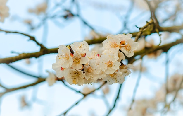 Aprikosenfruchtbaum, der im Frühling blüht