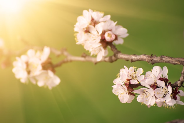 Aprikosenfrühlingsbaumblume saisonaler Blumennaturhintergrund mit Sonnenschein