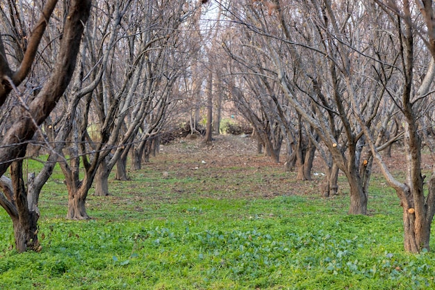 Aprikosengarten im Herbst ohne Blätter