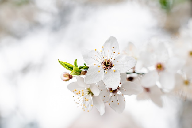 Aprikosenzweig mit blühenden weißen Blüten