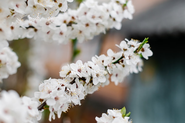 Aprikosenzweig mit blühenden weißen Blüten