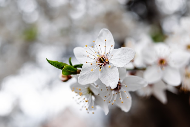 Aprikosenzweig mit blühenden weißen Blüten