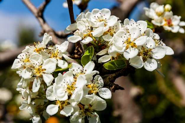 Aprikosenzweig mit vielen Blumen in den Bergen von Alicante