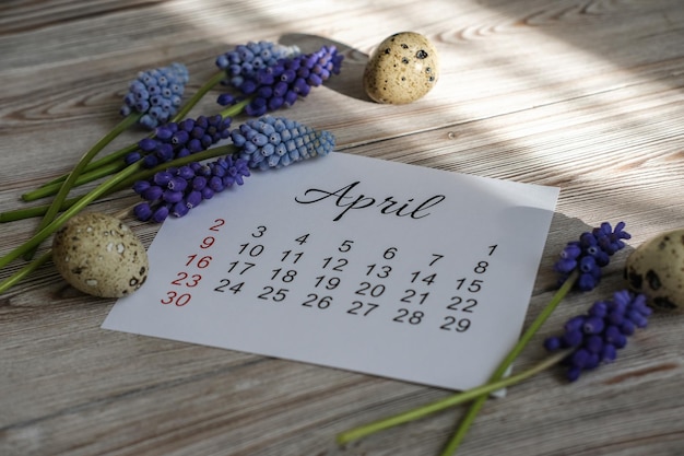 Aprilkalender und Frühlingsblumen Muscari