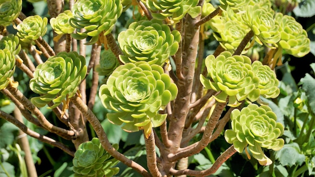 Aproximação da bela Aeonium arboreum também conhecida como árvore aeonium aenium irlandesa rose houseleek ou príncipe negro