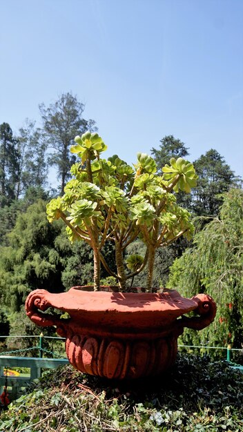 Aproximação da bela Aeonium arboreum também conhecida como árvore aeonium aenium irlandesa rose houseleek ou príncipe negro