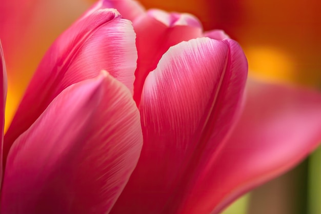 Foto aproximação da delicada tulipa da primavera com suas pétalas em plena floração