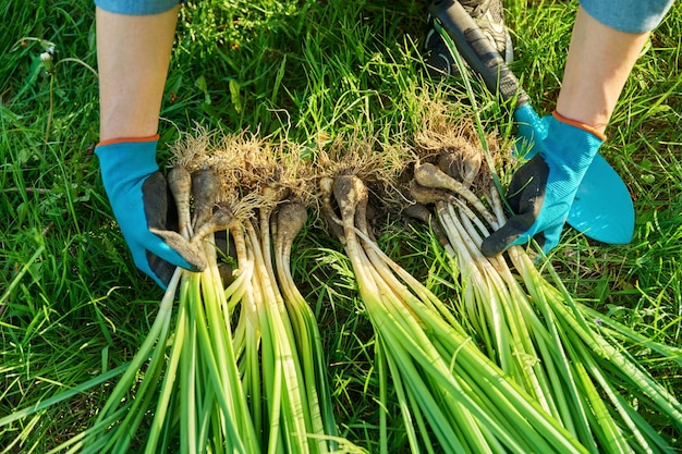 Aproximação da divisão de primavera do arbusto de narciso selvagem