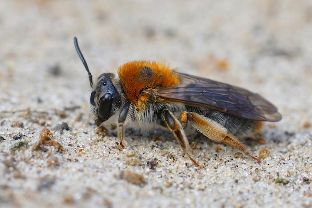 Aproximação da fêmea colorida da abelha mineira de cauda laranja, Andrena haemorrhoa