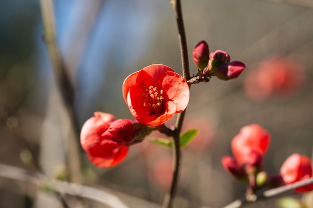 Aproximação da floração do marmelo japonês ou flores vermelhas da árvore Chaenomeles japonica em um galho em um fundo desfocado primavera e verão