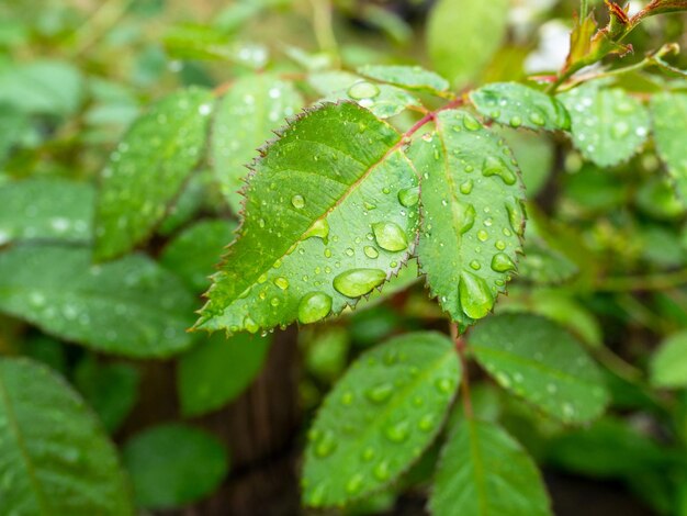 Aproximação da folhagem verde espalhada com gotas de água após a chuva Fundo natural verde