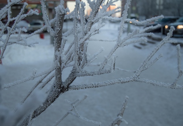 Aproximação da geada nos galhos no pôr do sol da neve do parque de inverno