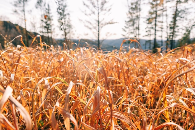Foto aproximação da grama de outono em um campo ensolarado de montanha