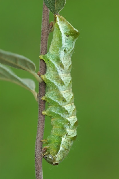 Aproximação da lagarta da mariposa Dot, Melanchra persicariae, pendurada em um galho de Salix purpurea