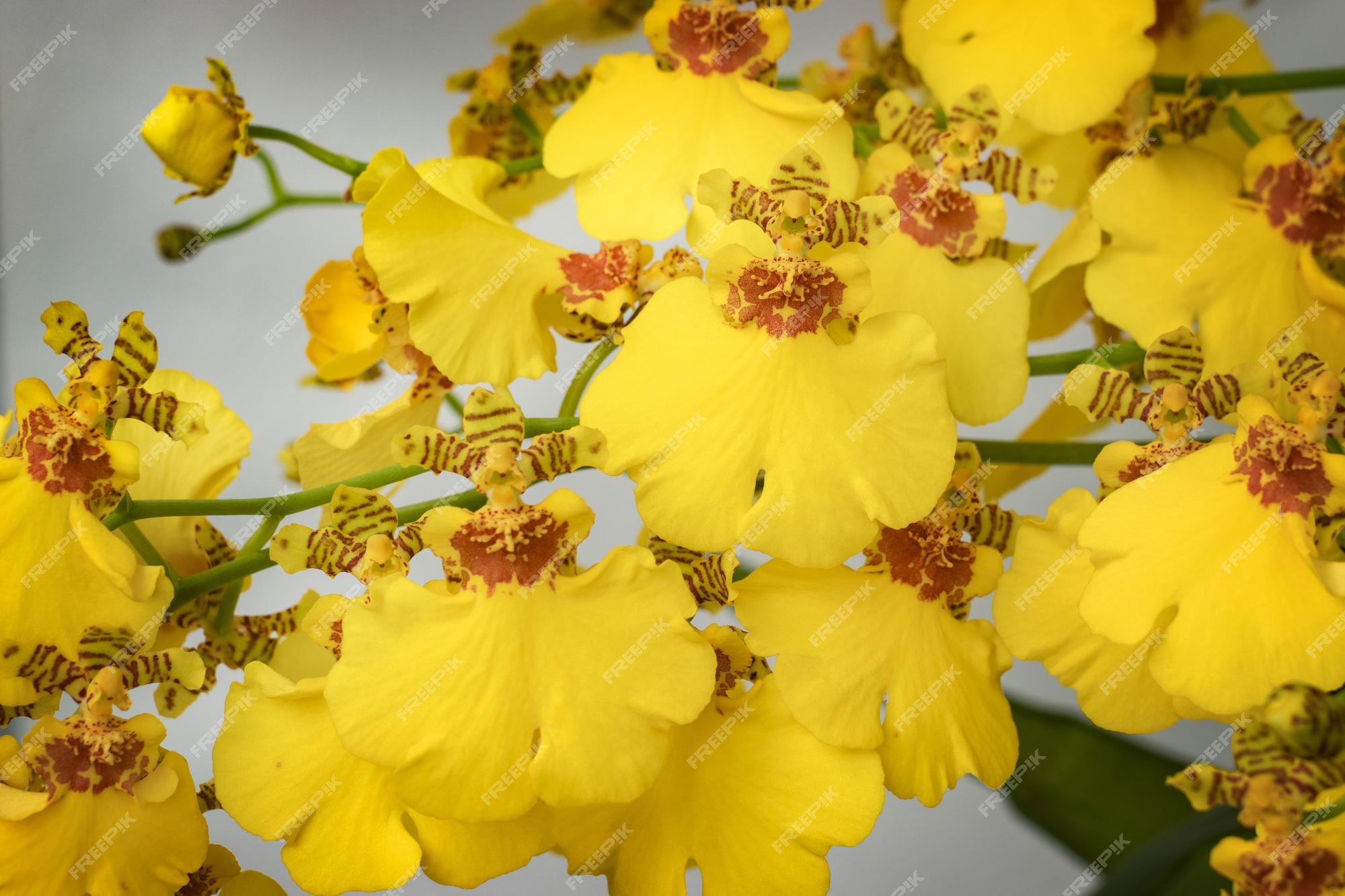 Aproximação da orquídea oncidium varicosum oncidium sweet sugar | Foto  Premium