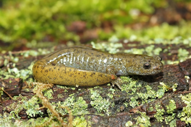 Aproximação da salamandra Oita Hynobius dunni, ameaçada de extinção, sentada em um pedaço de madeira