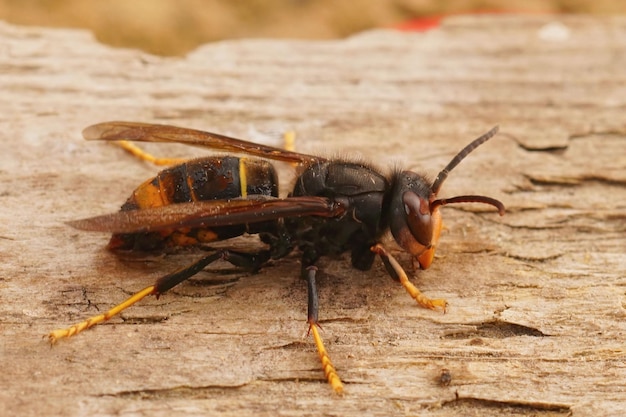 Aproximação da vespa asiática, Vespa velutina, uma espécie invasora e ameaça às abelhas européias