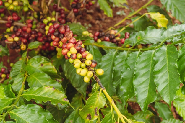 Aproximação das bagas de café amarelas e vermelhas verdes na árvore de café na fazenda Colheita da indústria de café