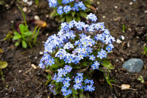 Aproximação das flores azuis brilhantes da primavera germander speedwell Veronica chamaedrys