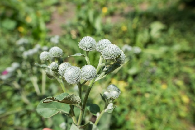 Aproximação das flores cor-de-rosa e roxas numa planta de bardana menor com vegetação turva ao fundo