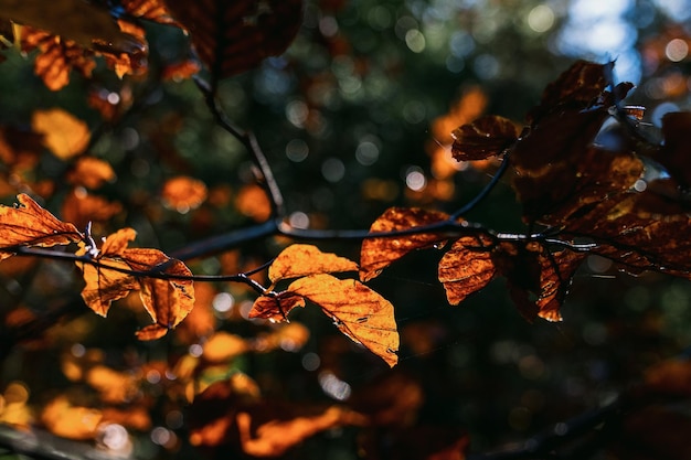 Aproximação das folhas amarelas do outono em uma árvore à luz do sol Floresta do outono