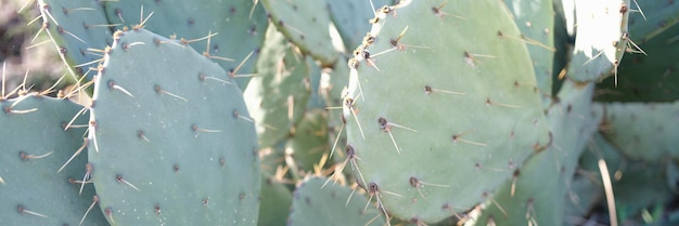 Aproximação das folhas da planta do cacto cereus com espinhos na árvore de plantas suculentas verdes com efeito de estufa