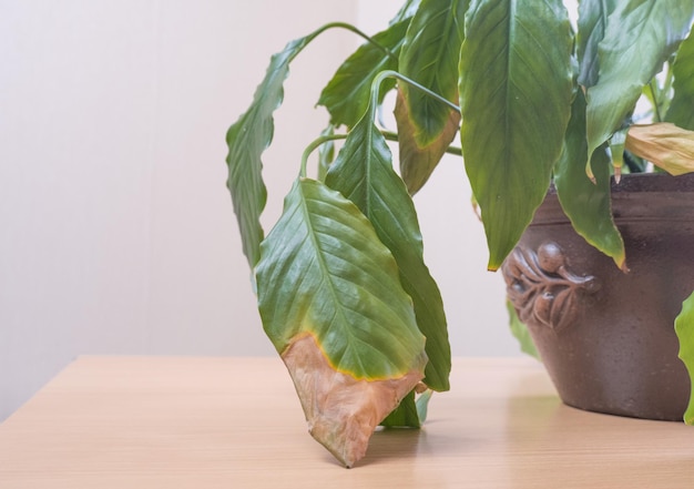 Aproximação das folhas verdes de uma planta de spathiphyllum amarelada e murcha