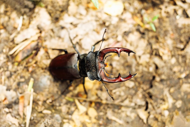 Aproximação das maiores espécies raras de besouro-veado europeu em pé no chão no parque florestal do jardim de verão Vertical