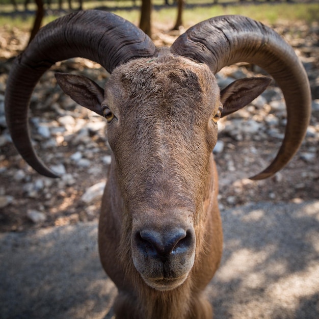 Aproximação de Alpine Ibex fica na estrada à sombra de árvores verdes Conceito de natureza e vida selvagem